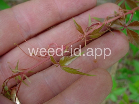 Virginia-creeper